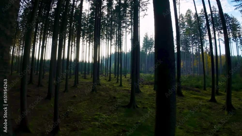 Poster flying forward with a drone, weaving through pine and spruce trunks towering high. forest covered wi