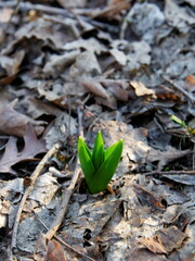 new life