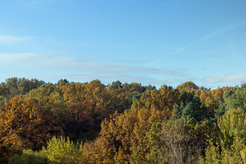 Mixed forest in the autumn season with different deciduous trees