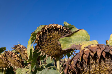 Sunflower field with faded flowers in late summer