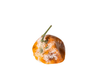 Damage to the mandarin  by mold spores. Fruit diseases.