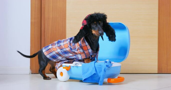 Funny dachshund puppy in plaid shirt warm hat packs luggage in a suitcase at the door happily wags its tail. Quick fees winter holidays burning tour. Relocation of IT specialists. Dog pet travel fees