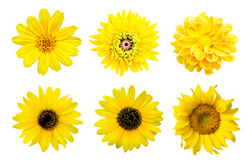 collection Yellow chrysanthemum isolated on white background