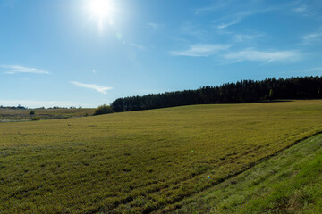 Deciduous trees in the autumn season with colorful foliage
