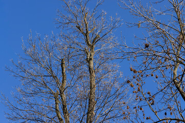 Autumn season in the park, the foliage