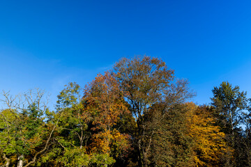 Yellowing and falling foliage of deciduous trees in autumn