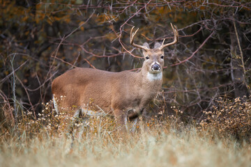 Naklejka na ściany i meble Young White-tailed Deer, a buck, in the autumn woods during rut season in Texas.