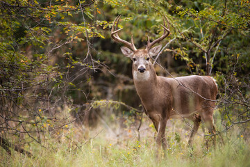 White-tailed Deer, a buck, in the autumn woods during rut season in Texas. - 551955473