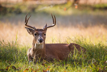 Young White-tailed Deer, male buck, lying in the grass on a beautiful autumn day in Texas. Closeup.