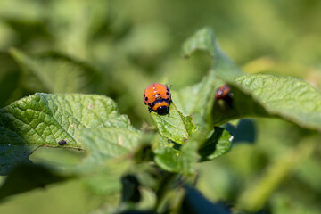 Colorado beetles, growing potatoes as a food product