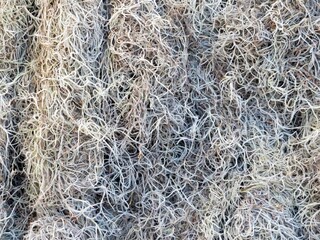 traditional mexican moss for nativity scene