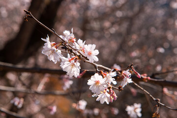 城峰公園の冬桜