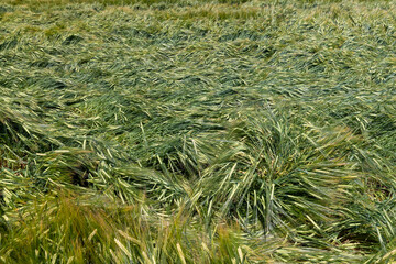 A field with green unripe cereal wheat