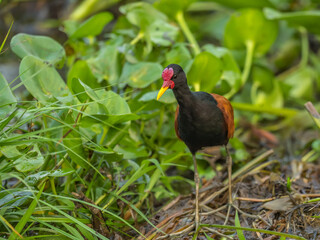 Jacana walks among the water hyacinths in the Pantanal