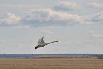 The rise of the whooper swan on a cloudy morning. Western Siberia. Russia