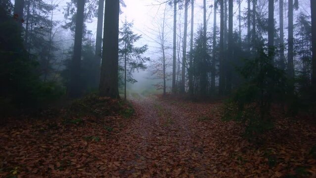 Mysterious forest path in the autumn forest. Cold morning with white fog and fallen dry leaves
