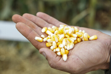 Naklejka premium Grãos de milho na palma da mão de um agricultor 