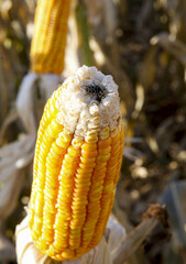 Espiga de milho seco descascado no campo.