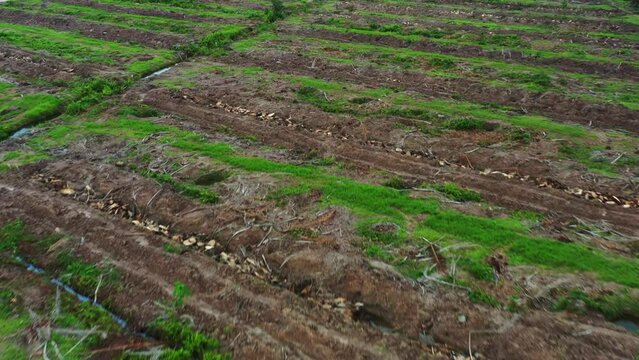 Aerial birds eye view flyover hectares of lands and soils after clearing out the old and overgrown palm trees, canopy management, removing and replanting to increase productivity and growth yield.