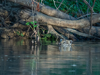 swimming Jaguar - Cuiaba river - head visible - lush surroundings