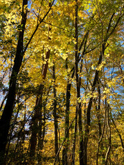 autumn trees with yellow leaves in the forest 18