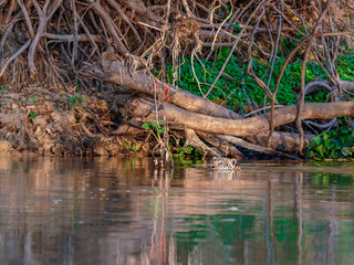 Jaguar swimming in the Cuiaba River with lush jungle surroundings
