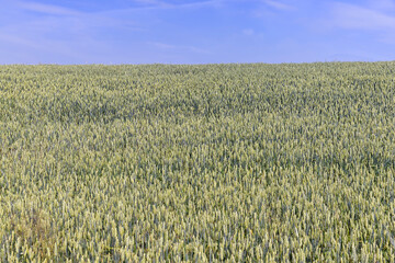 A field with unripe wheat in the summer season