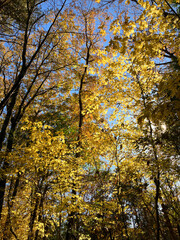 Obraz premium autumn trees with yellow leaves in the forest 3