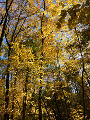 autumn trees with yellow leaves in the forest 2