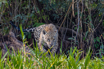 Fototapeta na wymiar Jaguar hunting in the Jungle of the Pantanal