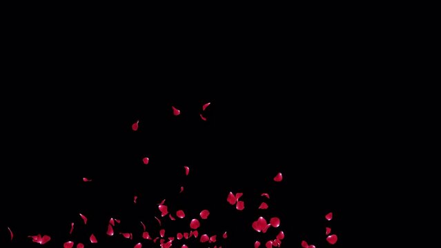Red Rose Petals Burst 4 Clip with alpha Channel. Element footage place on footage or background.