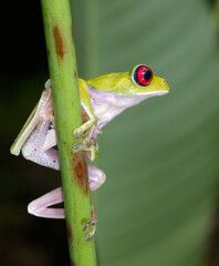 Red-eyed tree frog (Agalychnis callidryas) portrait, Osa Peninsula, Puntarenas, Costa Rica.