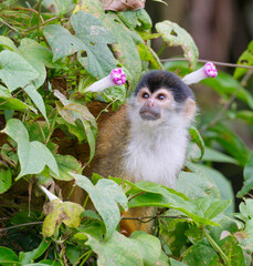 Fototapeta premium Central American Squirrel Monkey (Saimiri oerstedii) in rainforest canopy, Osa Peninsula, Puntarenas, Costa Rica.