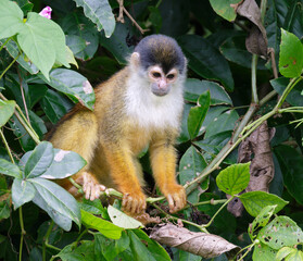 Central American Squirrel Monkey (Saimiri oerstedii) in rainforest canopy, Osa Peninsula, Puntarenas, Costa Rica.