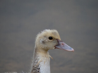 Close Up of the Head and Neck of a Muscovy or Creole Duckling