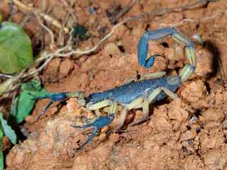 Two-toned bark scorpion (Centruroides bicolor) in rainforest, Osa Peninsula, Puntarenas, Costa Rica.