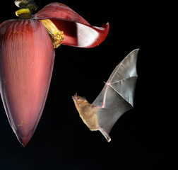 Pallas's long-tongued Bat (Glossophaga soricina) feeding from Banana flower, Osa Peninsula,...
