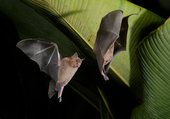 Seba's short-tailed bats (Carollia perspicillata) chasing each other in flight, Puntarenas, Costa Rica.