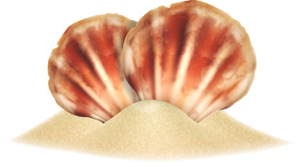 Sea shells