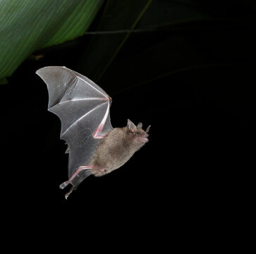 Seba's short-tailed bat (Carollia perspicillata) flying at night under heliconia leaves, Puntarenas, Costa Rica.
