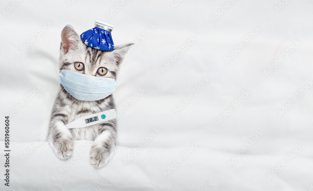 Poster kitten with ice bag or ice pack on his head wearing medical protective mask with a thermometer under