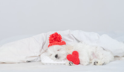 Funny lapdog puppy wearing tiny warm hat sleeps on a bed at home with red heart.  Valentines day concept. Empty space for text