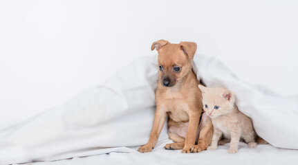 Cute Toy terrier puppy and baby kitten sit under white blanket on a bed at home. Empty space for...
