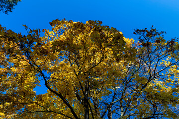 Fototapeta premium Autumn season in the park, the foliage