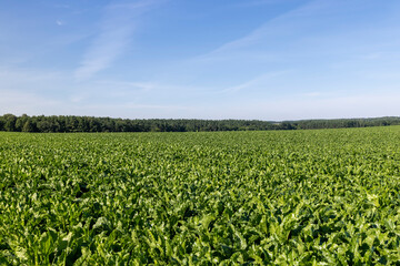 Fototapeta na wymiar Green tops of sugar beet in the field