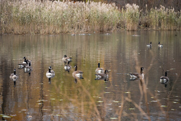 A group of Canada geese swimming in a lake