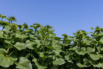 A large number of sunflowers in the agricultural field