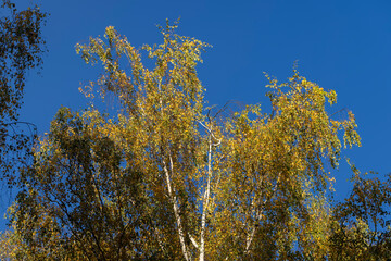 Colored birch tree foliage in autumn