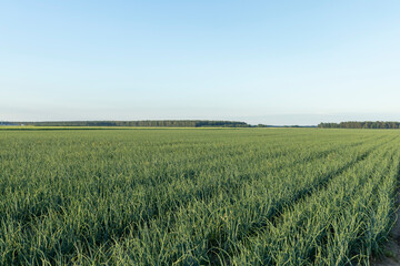 Green ripe onions in the field