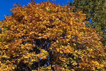 Yellowing and falling foliage of deciduous trees in autumn